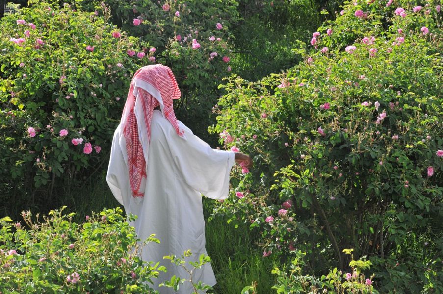 بدء موسم قطاف الورد الطائفي صحيفة الاقتصادية