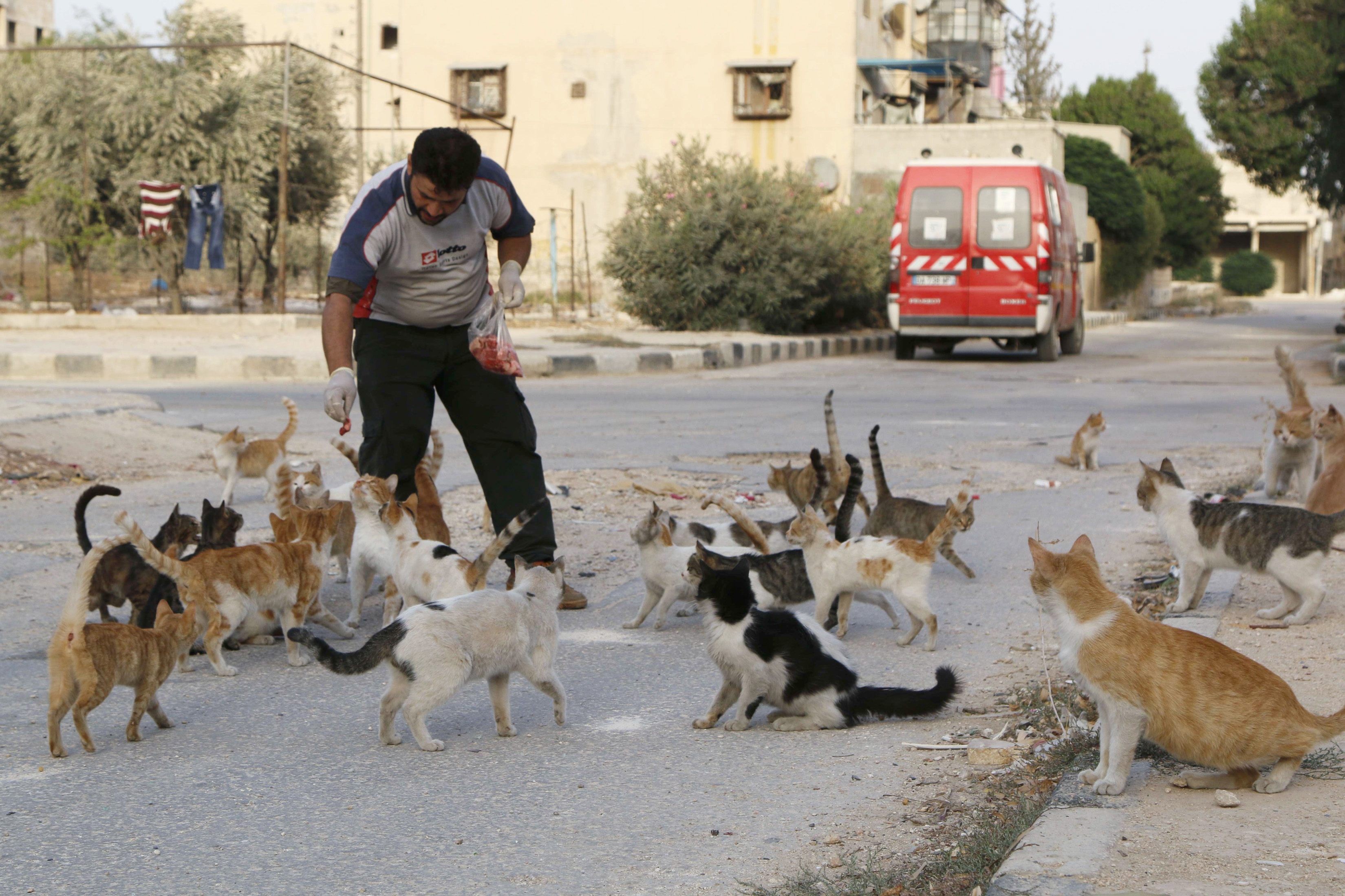 кошки в египте на улице