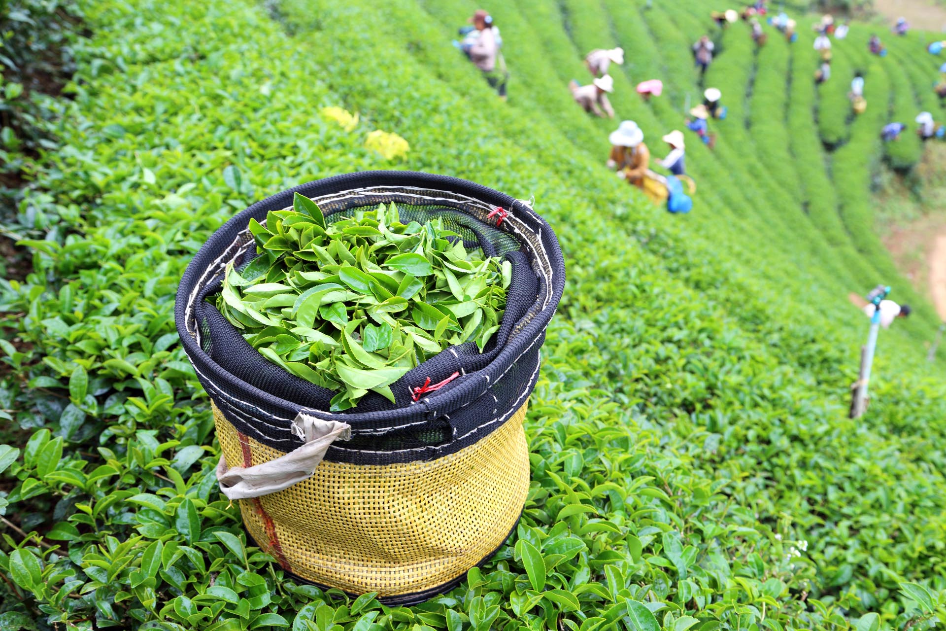 Garden tea