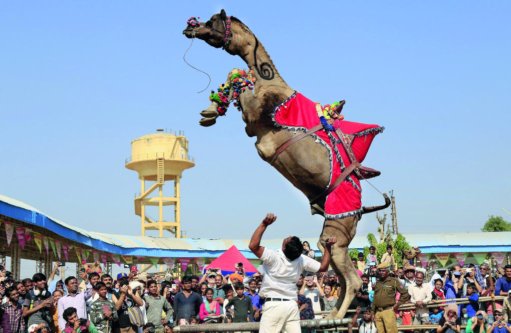 جانب من مسابقة لرقص الإبل في مهرجان بوشكار بولاية راجستان الهندية صحيفة الاقتصادية