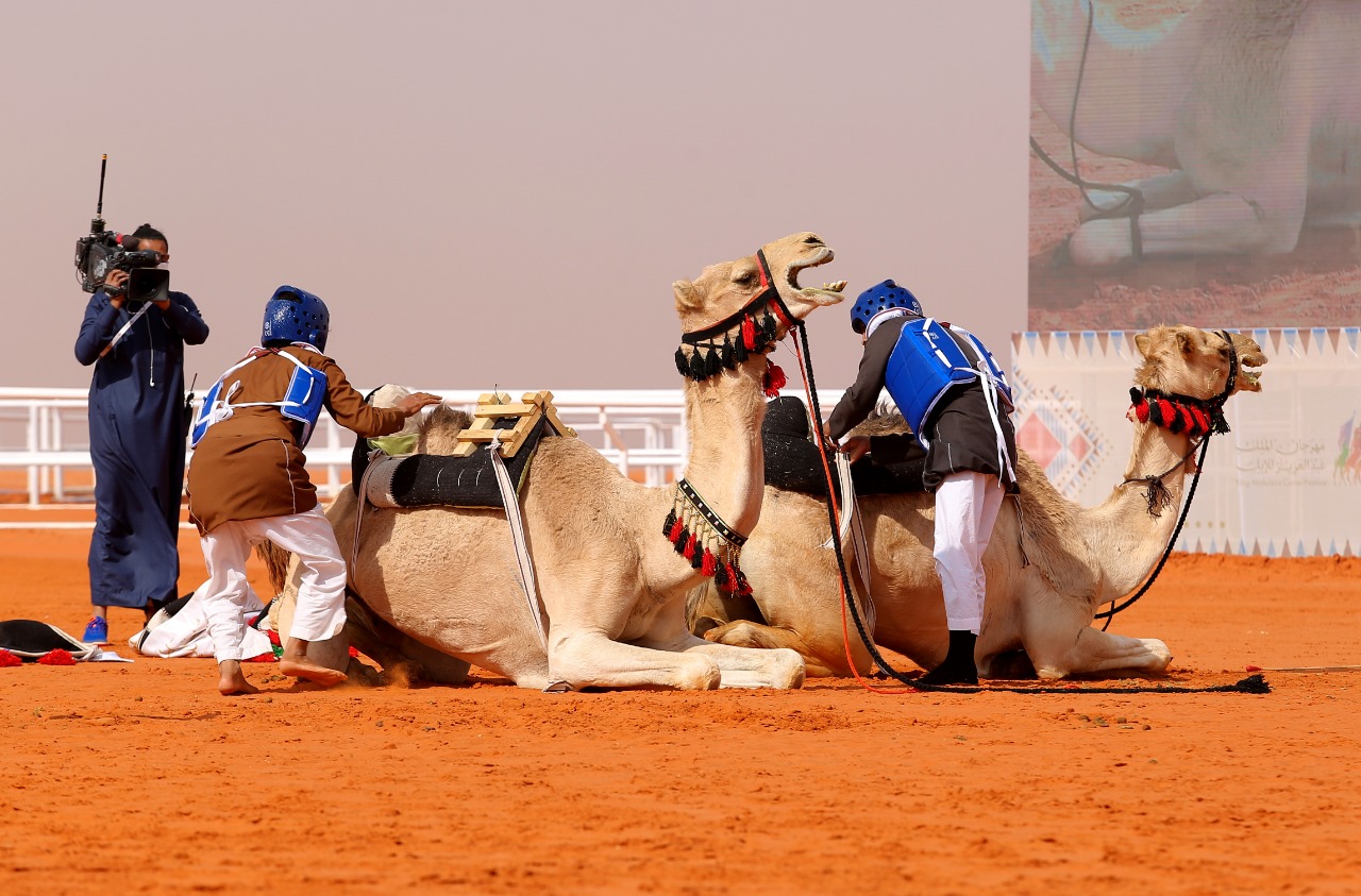 مهرجان الابل الشداد تتسبب بأكبر