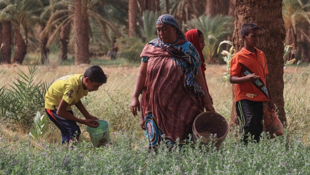 موسم حصاد التمور في شمال السودان