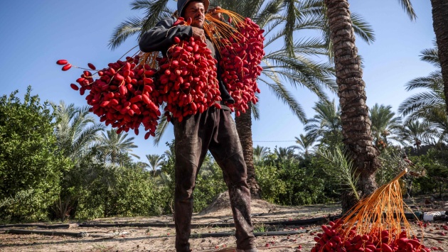 موسم حصاد وفرز التمور في فلسطين