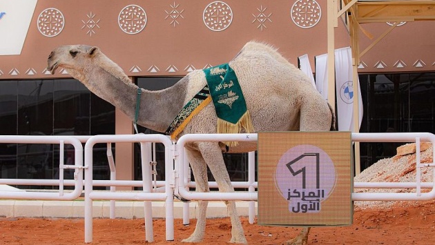 مهرجان الإبل يدعم الحركة الاقتصادية في الصياهد بـ 119 محلًا تجاريًا ونسبة إشغال 90 %