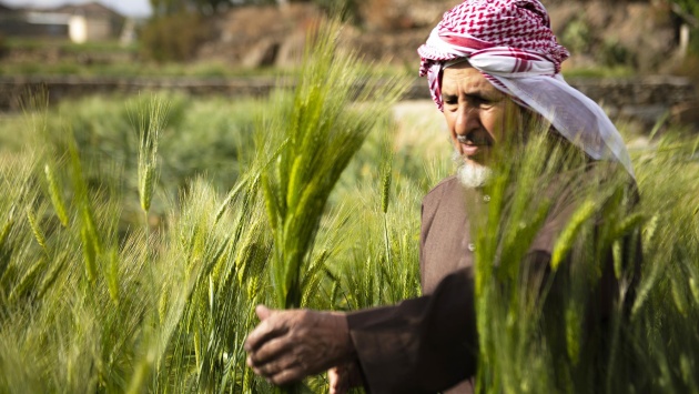 السعودية تصرف 295 مليون ريال مستحقات الدفعة الأولى لمزارعي القمح المحلي