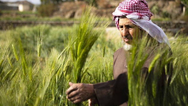 "الأمن الغذائي" تصرف 426 مليون ريال مستحقات الدفعة الثالثة لمزارعي القمح المحلي