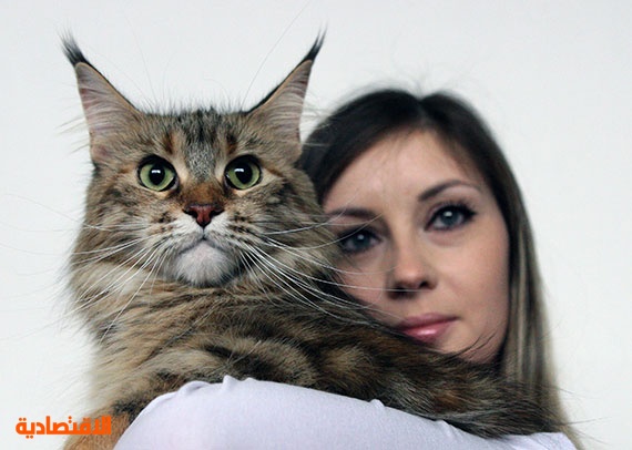قصة مصورة : معرض القطط في قيرغيزستان | صحيفة الاقتصادية
