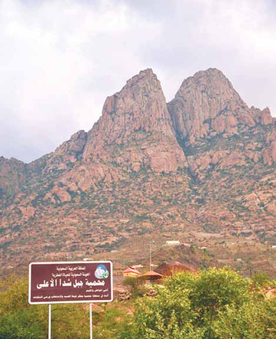 جبل شدا.. موطن أشجار العرعر والعتم.. ومرتع الطيور المهاجرة