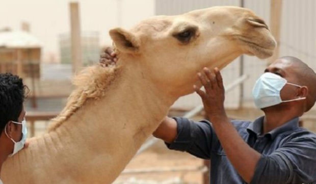 الزراعة تحظر تنقل الإبل في جدة بعد إصابة جزار بكورونا