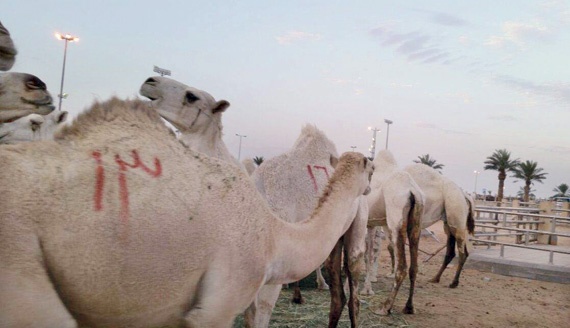 «الزراعة» تسحب عينات 90 من الإبل للتأكد من سلامتها