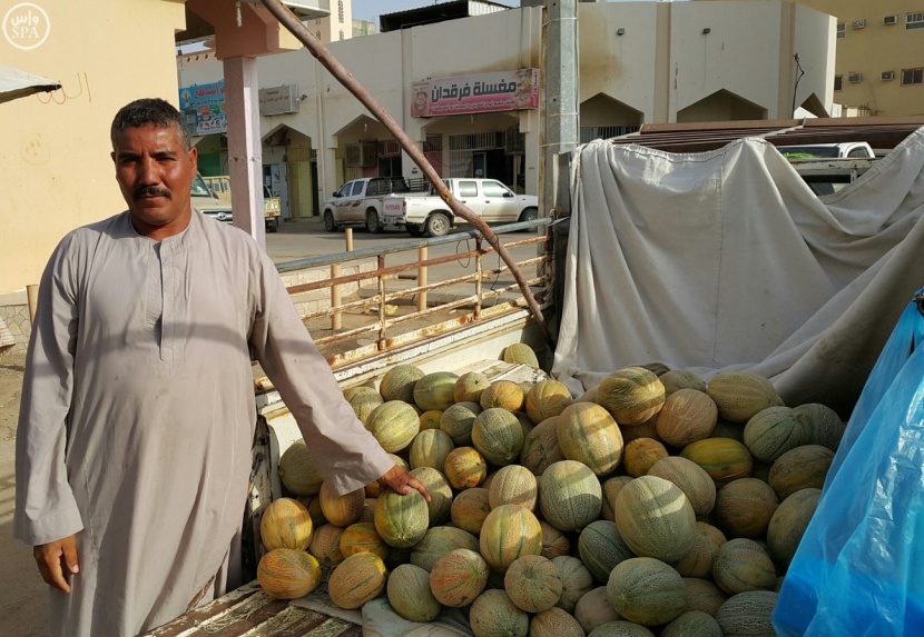 مزارعو وداي الدواسر يشرعون في جني محصول فاكهة الشمام