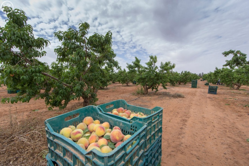 الجوف تزود السوق بـ 160 ألف طن من الفاكهة