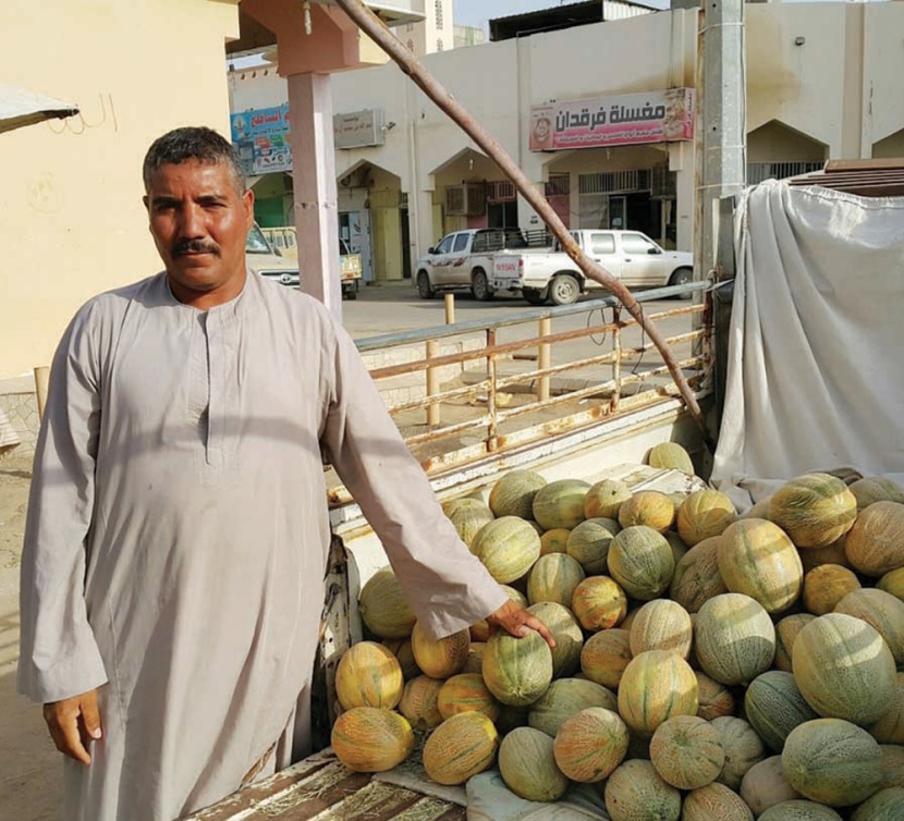 بدء جني شمام وادي الدواسر وتسويقه داخل المحافظة وخارجها