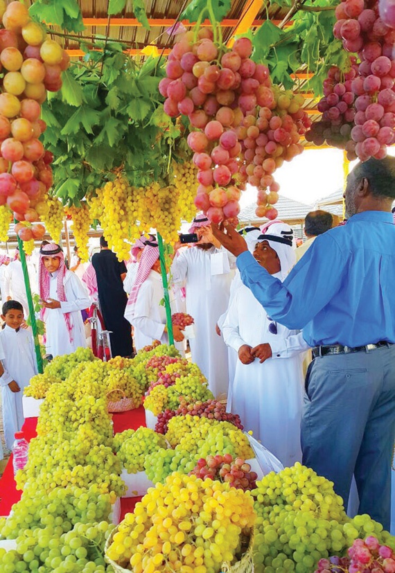 الطائف: 500 مزرعة تضخ منتجاتها في أول مهرجان للعنب