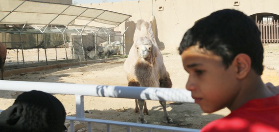 «حديقة حيوانات الرياض» .. 60 عاما بلا تطوير جوهري