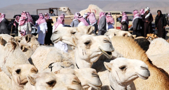 تدني الرواتب و«المرتبة الثامنة» يدفعان أطباء بيطريين إلى فتح عيادات من الباطن