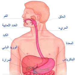 علاج دوالي المريء بالمنظار من أحدث التقنيات فعاليةً وأكثرها أماناً