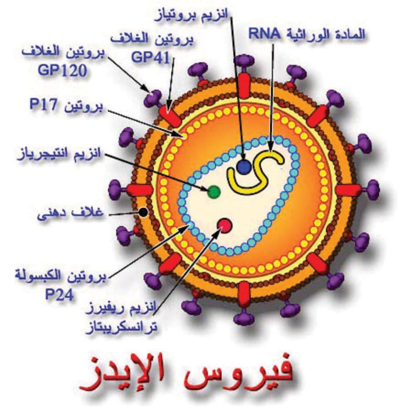 الختان يساعد على وقاية الرجال وليس النساء من الإصابة بالإيدز