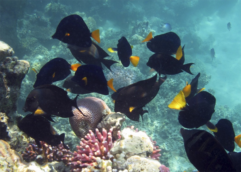 سمك السيلفين الأزرق يسبح حول شعب البحر الأحمر المرجانية في مدينة دهب المصرية.