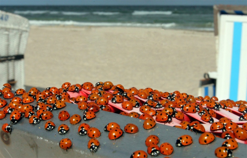 حشد من الخنافس على شاطئ بحر البلطيق في ألمانيا.