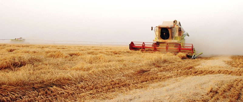 3 مقترحات لمعالجة آثار وقف زراعة القمح .. شراء الدولة للأراضي وتعويضات بـ 25 مليار ريال