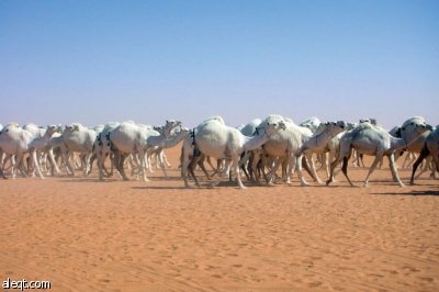 الأمير مشعل : مزايين "ام رقيبة" في محرم المقبل