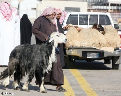 «سوق المواشي».. تجهيز أضاحٍ ورفع أسعار يستقبلان زبائن «عيد الأضحى»