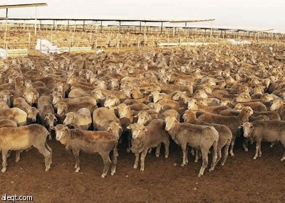 الجابري لـ الاقتصادية : نسعى إلى تحويل المؤسسة إلى شركة مساهمة