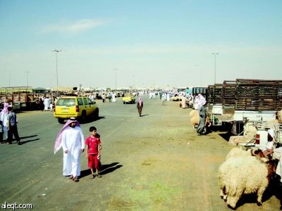 الحصان: انخفاض مبيعات الأضاحي .. والسواكني والبربري يتفوقان على النعيمي