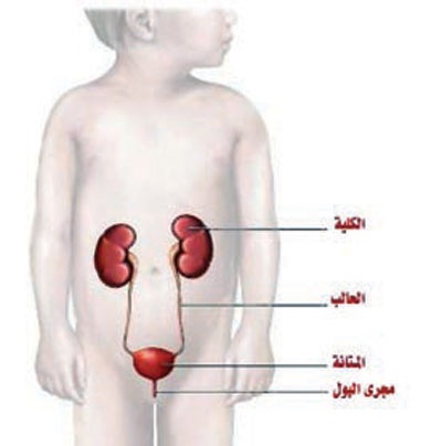 التهابات الجهاز البولي مشكلة شائعة لدى الأطفال