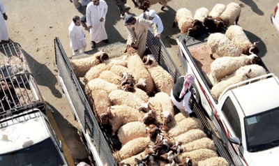 تعثر الاستراتيجية الوطنية للأعلاف .. هل يؤثر في قطاع الثروة الحيوانية؟