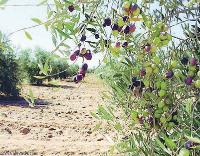 «الجوف الزراعية» تبدأ في زراعة المليون الثالث من الزيتون