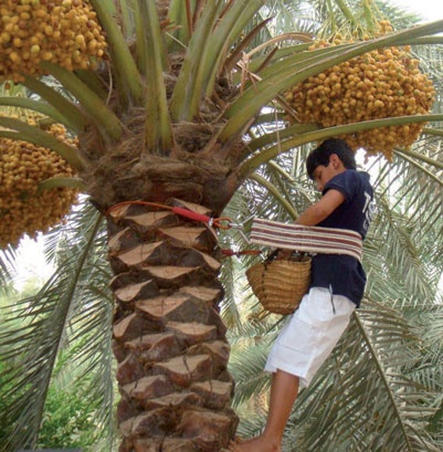 مهرجانات التمور تستنفد المخزون قبل رمضان