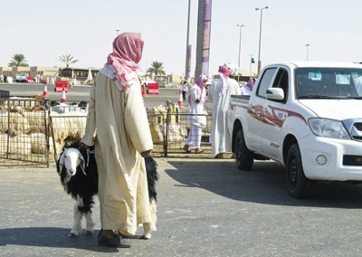 أمانة الرياض تكشف 8 أساليب لغش الأضاحي.. وتنشر سلالات الأغنام