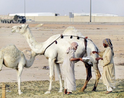 حقن النوق بـ «البروسيلا» يضر متناولي حليبها