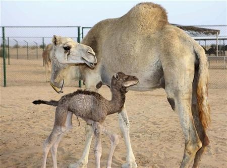 مقهى في دبي يتخصص في بيع منتجات حليب الإبل