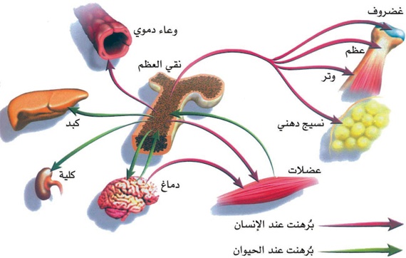 تقنية جديدة لاستعادة البصر باستخدام الخلايا الجذعية