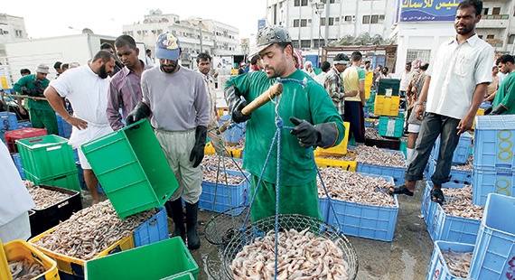 300 طن يوميا مبيعات متوقعة  للروبيان مع انطلاق موسم الصيد