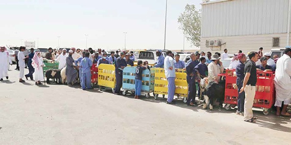 «أمانة الرياض» تتجه لإنشاء مسلخ حكومي آلي بمواصفات عالمية