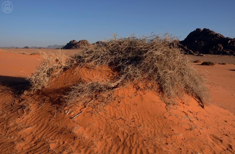 الاحتطاب الجائر يهدد طبيعة حائل