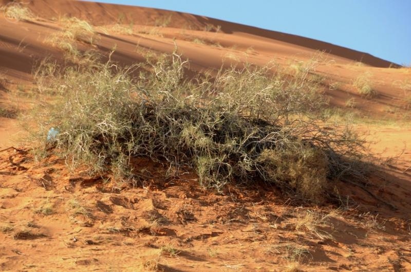 الاحتطاب الجائر يهدد طبيعة حائل