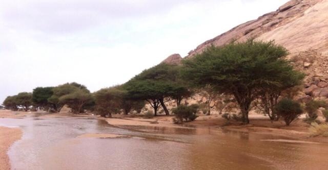 قصة مصورة : صور الأمطار على تويتر