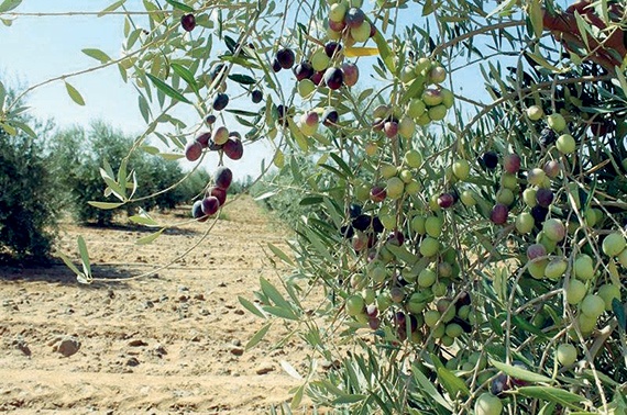 الجوف تحتضن مجمعاً لإنتاج أكثر من 30 صنفاً من الزيتون عالي الجودة