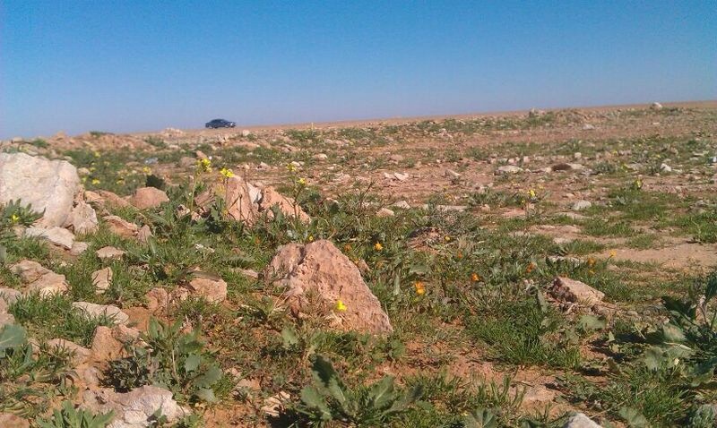 قصة مصورة: بعد المطر الربيع يغازل رفحاء