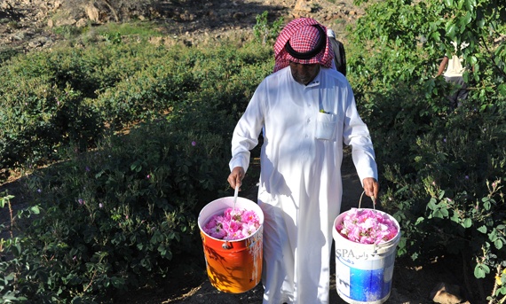 قصة مصورة : مزارع الطائف تفوح بعطر الورد