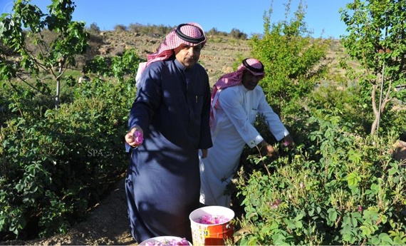 قصة مصورة : مزارع الطائف تفوح بعطر الورد