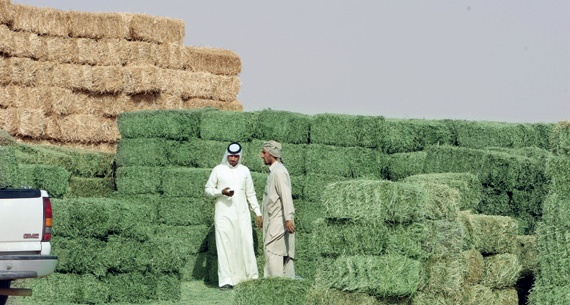 «الزراعة» تحث شركات الألبان على التحول الكامل لاستيراد الأعلاف