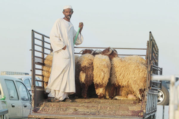 أمانة الرياض: الغش في «الأضاحي» مسؤولية «الزراعة»