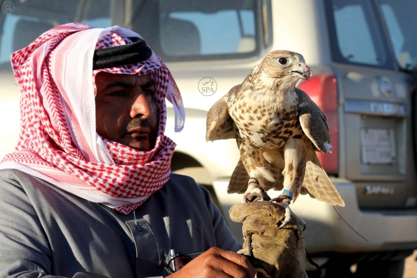 قصة مصورة : صحراء الحمّاد.. ملتقى الصقور الثمينة