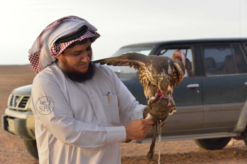 قصة مصورة : صحراء الحمّاد.. ملتقى الصقور الثمينة